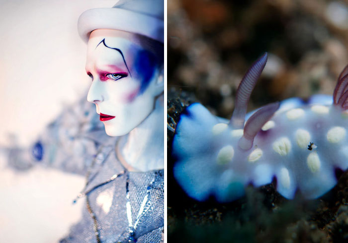 Nudibranchia-Opisthobranchia-David-Bowie