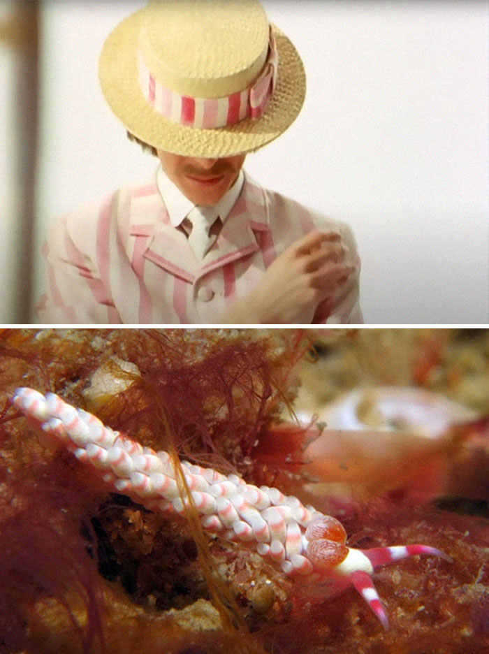 Nudibranchia-Opisthobranchia-David-Bowie