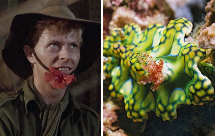 Nudibranchia-Opisthobranchia-David-Bowie