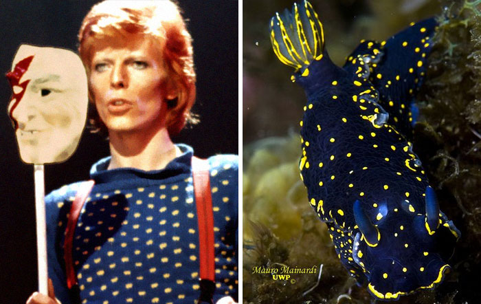 Nudibranchia-Opisthobranchia-David-Bowie