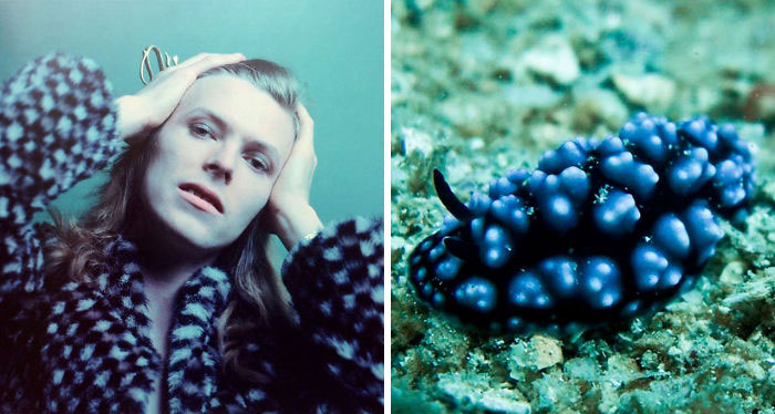 Nudibranchia-Opisthobranchia-David-Bowie