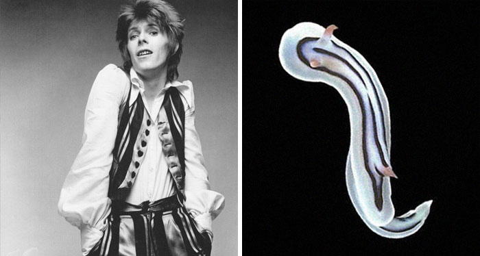 Nudibranchia-Opisthobranchia-David-Bowie