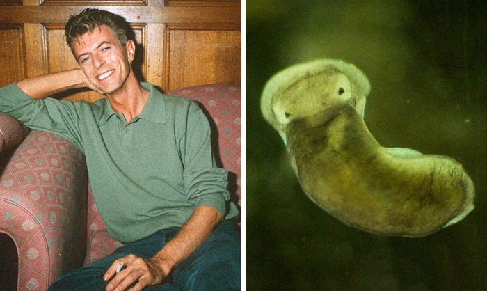 Nudibranchia-Opisthobranchia-David-Bowie