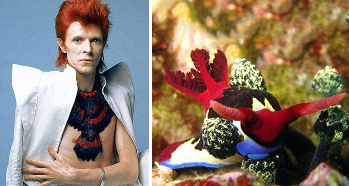 Nudibranchia-Opisthobranchia-David-Bowie