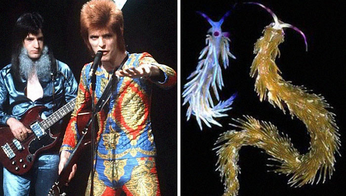 Nudibranchia-Opisthobranchia-David-Bowie