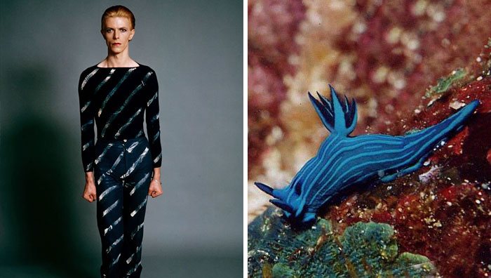 Nudibranchia-Opisthobranchia-David-Bowie