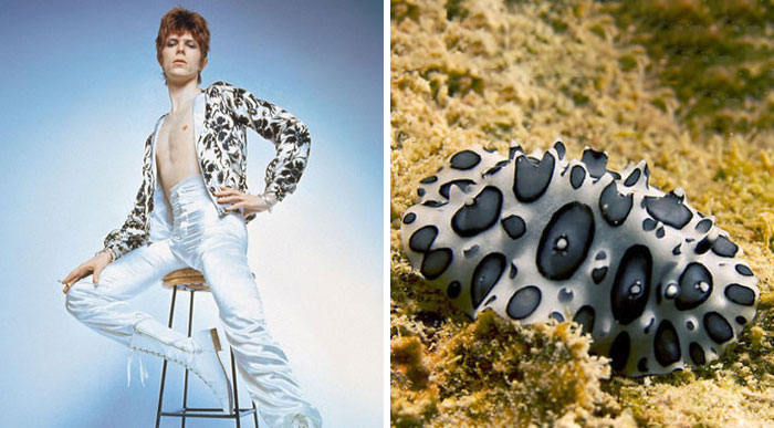 Nudibranchia-Opisthobranchia-David-Bowie