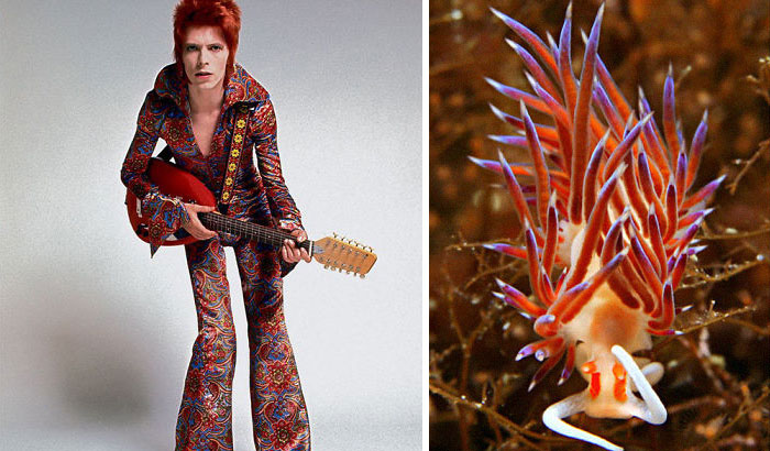 Nudibranchia-Opisthobranchia-David-Bowie