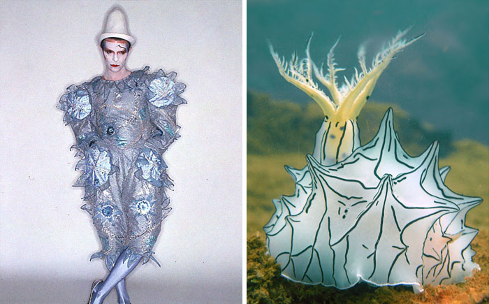 Nudibranchia-Opisthobranchia-David-Bowie