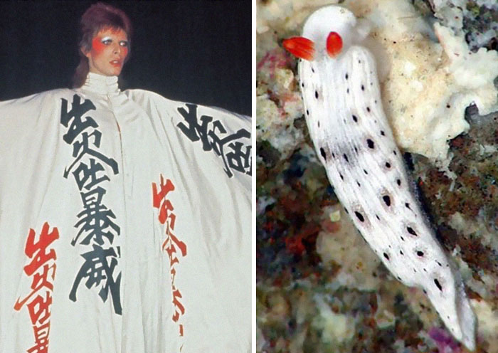 Nudibranchia-Opisthobranchia-David-Bowie