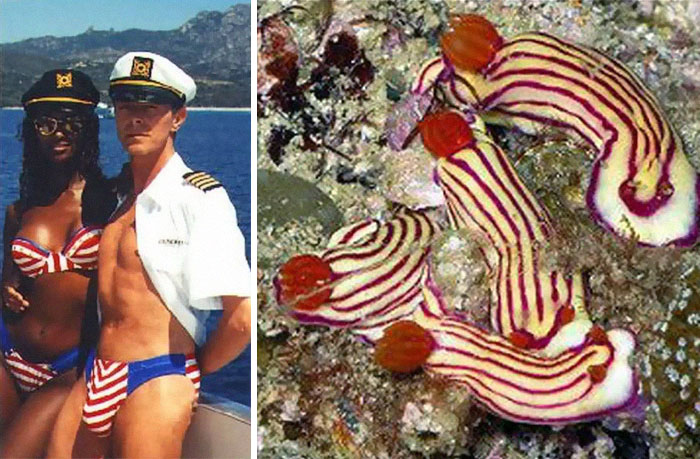 Nudibranchia-Opisthobranchia-David-Bowie