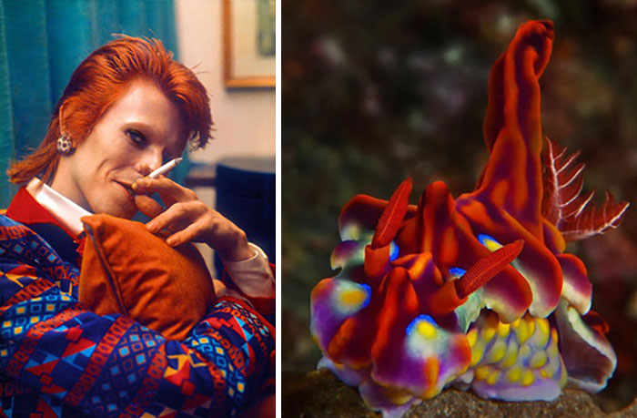 Nudibranchia-Opisthobranchia-David-Bowie