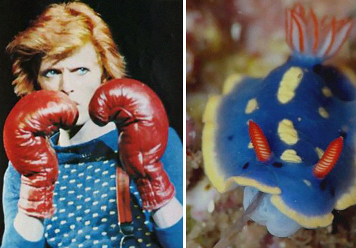 Nudibranchia-Opisthobranchia-David-Bowie