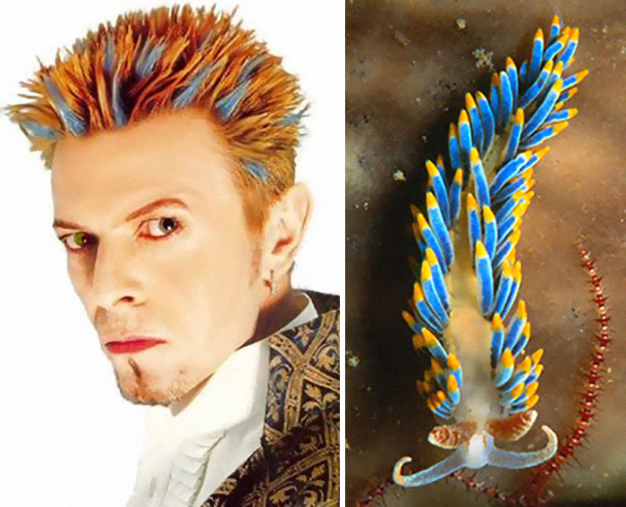 Nudibranchia-Opisthobranchia-David-Bowie