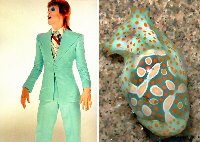 Nudibranchia-Opisthobranchia-David-Bowie