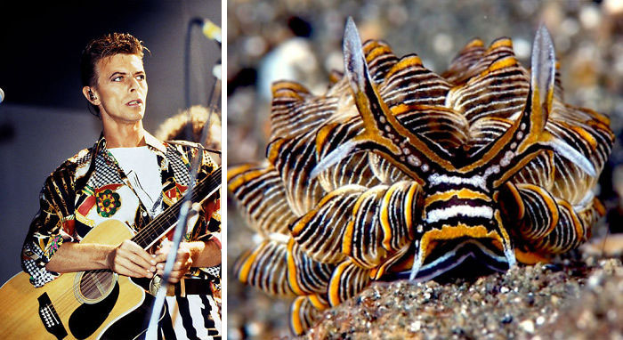 Nudibranchia-Opisthobranchia-David-Bowie