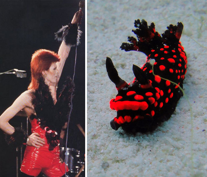 Nudibranchia-Opisthobranchia-David-Bowie