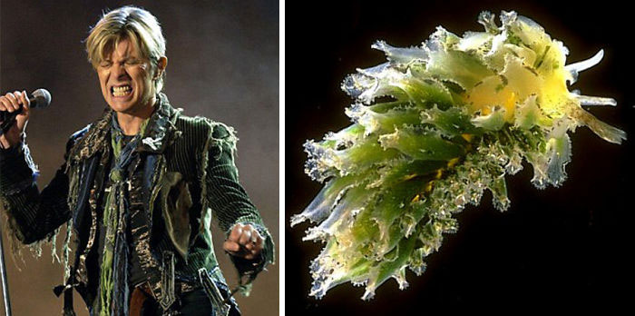 Nudibranchia-Opisthobranchia-David-Bowie