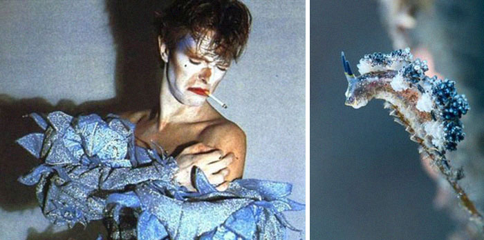 Nudibranchia-Opisthobranchia-David-Bowie