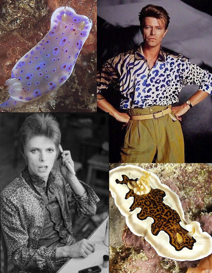 Nudibranchia-Opisthobranchia-David-Bowie