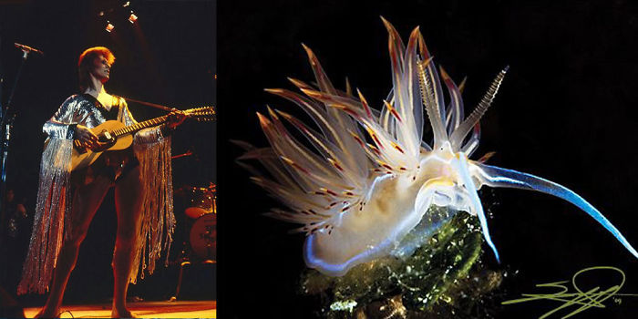 Nudibranchia-Opisthobranchia-David-Bowie