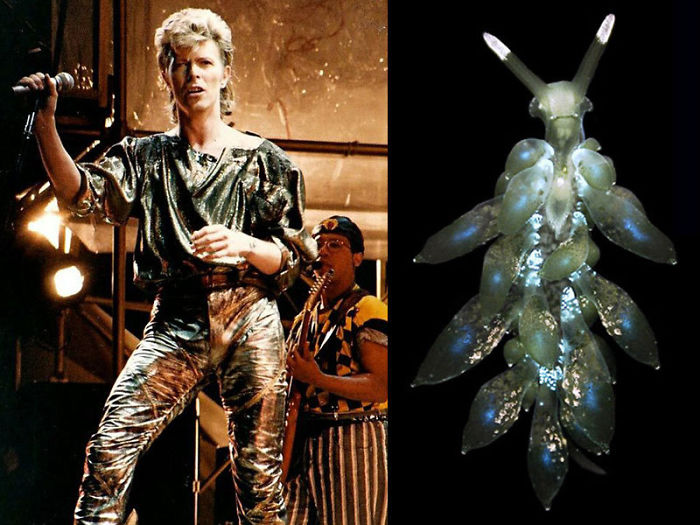 Nudibranchia-Opisthobranchia-David-Bowie
