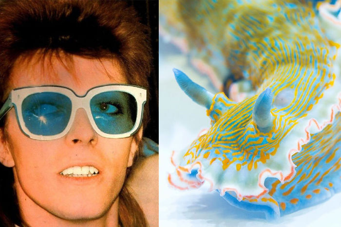 Nudibranchia-Opisthobranchia-David-Bowie
