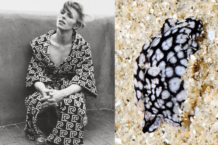 Nudibranchia-Opisthobranchia-David-Bowie