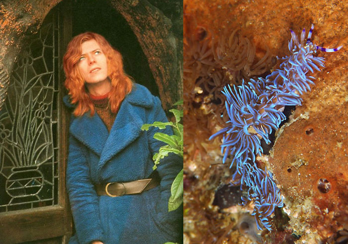 Nudibranchia-Opisthobranchia-David-Bowie