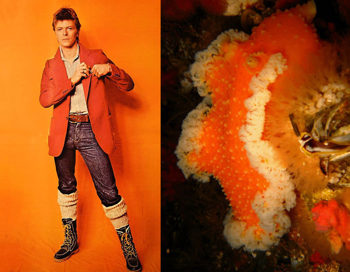Nudibranchia-Opisthobranchia-David-Bowie