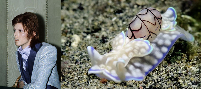 Nudibranchia-Opisthobranchia-David-Bowie