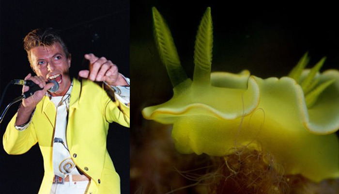 Nudibranchia-Opisthobranchia-David-Bowie