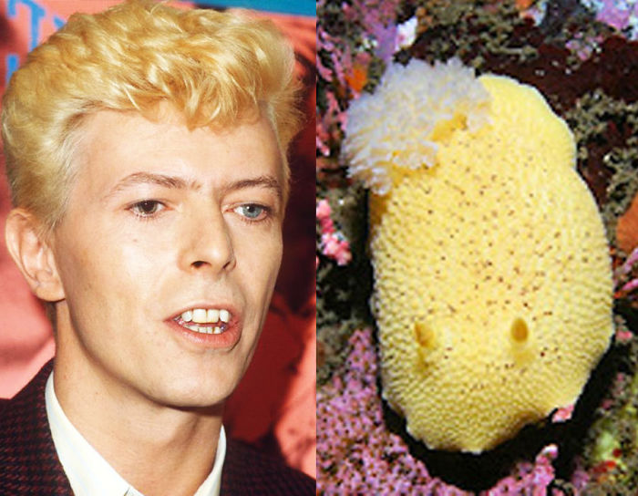 Nudibranchia-Opisthobranchia-David-Bowie