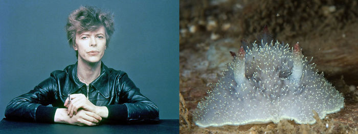 Nudibranchia-Opisthobranchia-David-Bowie