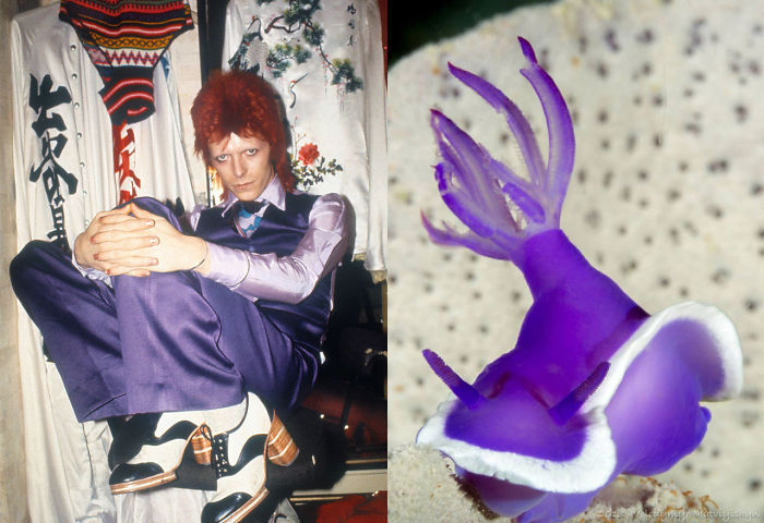 Nudibranchia-Opisthobranchia-David-Bowie