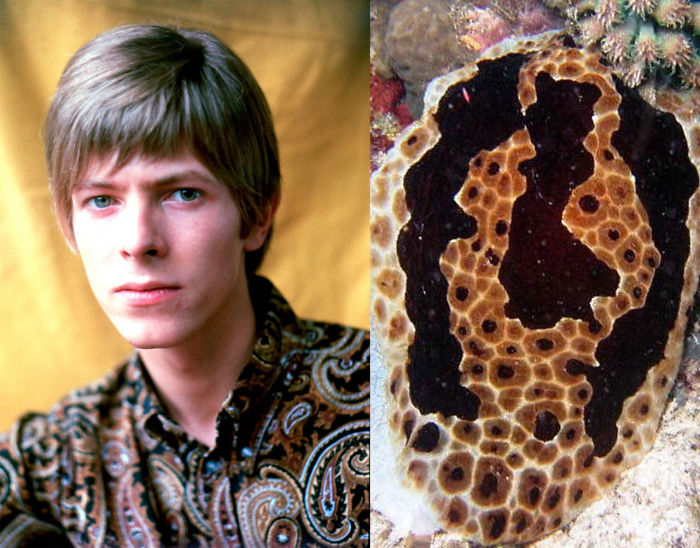 Nudibranchia-Opisthobranchia-David-Bowie