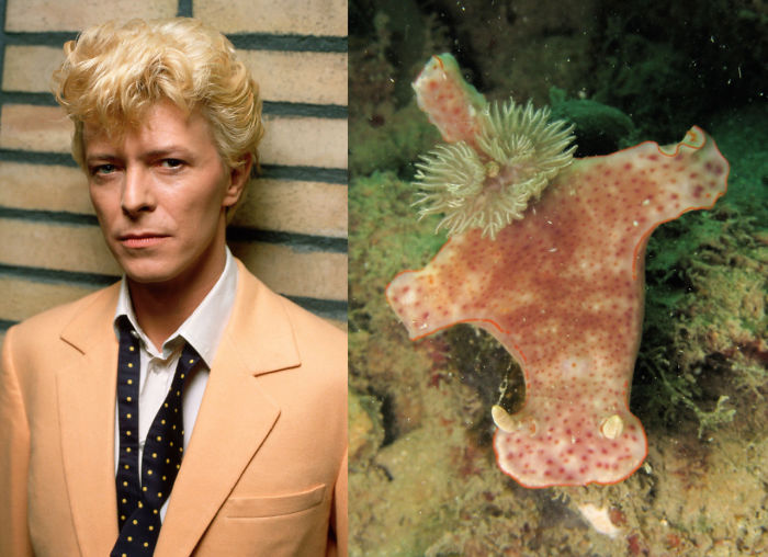 Nudibranchia-Opisthobranchia-David-Bowie