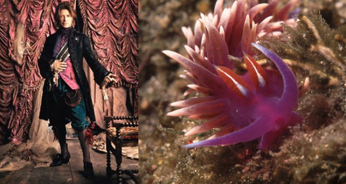 Nudibranchia-Opisthobranchia-David-Bowie
