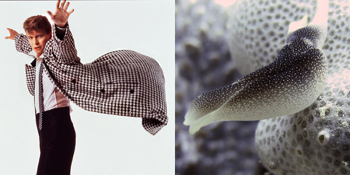 Nudibranchia-Opisthobranchia-David-Bowie