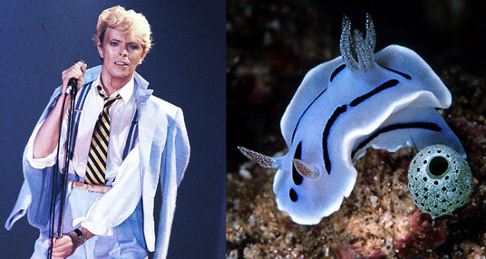 Nudibranchia-Opisthobranchia-David-Bowie