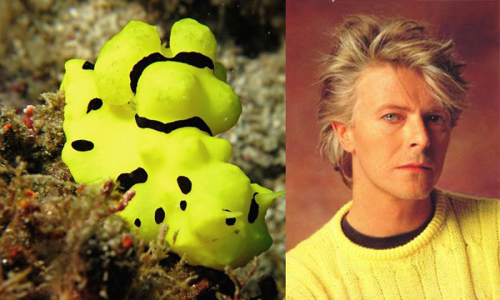 Nudibranchia-Opisthobranchia-David-Bowie