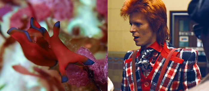 Nudibranchia-Opisthobranchia-David-Bowie