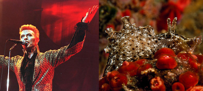 Nudibranchia-Opisthobranchia-David-Bowie