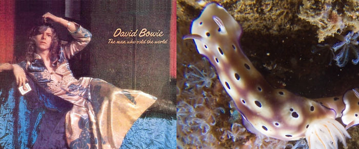 Nudibranchia-Opisthobranchia-David-Bowie