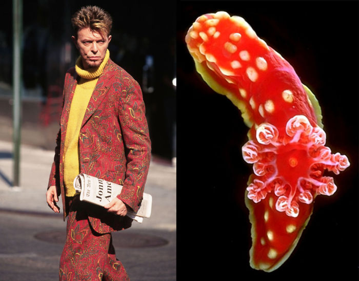 Nudibranchia-Opisthobranchia-David-Bowie