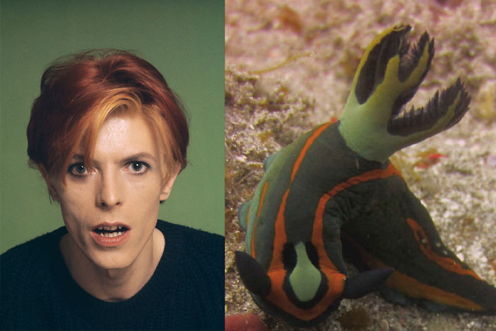 Nudibranchia-Opisthobranchia-David-Bowie