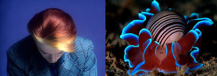 Nudibranchia-Opisthobranchia-David-Bowie