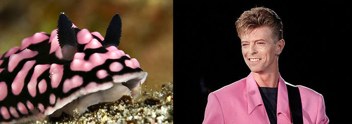 Nudibranchia-Opisthobranchia-David-Bowie