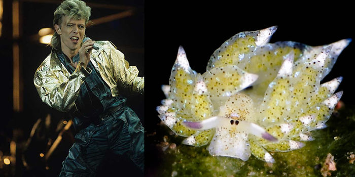 Nudibranchia-Opisthobranchia-David-Bowie