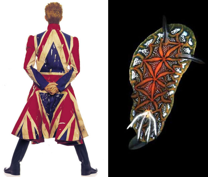 Nudibranchia-Opisthobranchia-David-Bowie
